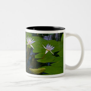 San Francisco Kaliforniens Golden Gate Park und Zweifarbige Tasse