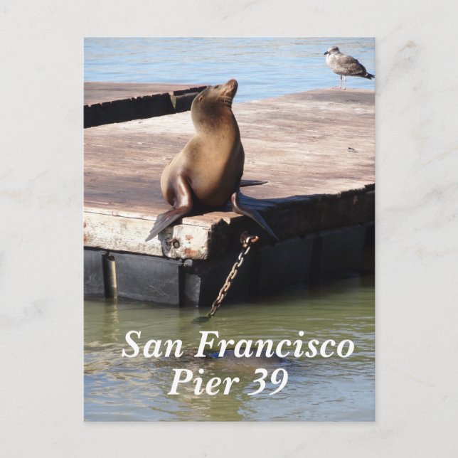 San Francisco Pier 39 Sea Lion Postcard Postkarte (Vorderseite)