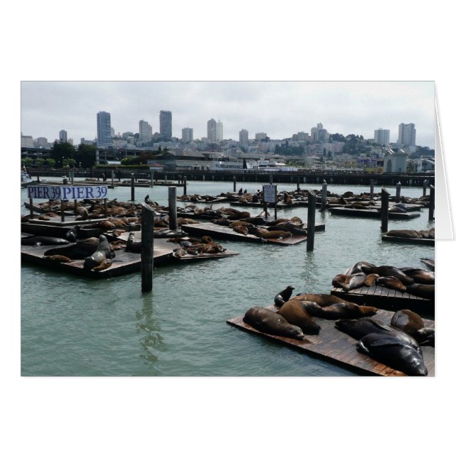 San Francisco und Pier 39 Sea Lions City Skyline (Vorderseite (Horizontal))