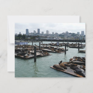 San Francisco und Pier 39 Sea Lions City Skyline
