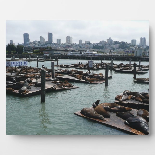 San Francisco und Pier 39 Sea Lions City Skyline Fotoplatte (Vorderseite)