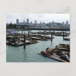 San Francisco und Pier 39 Sea Lions City Skyline Postkarte