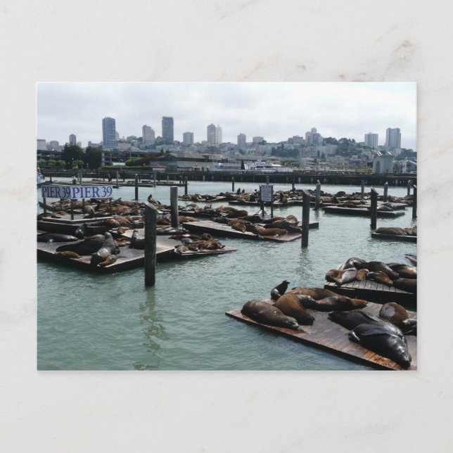 San Francisco und Pier 39 Sea Lions City Skyline Postkarte (Vorderseite)