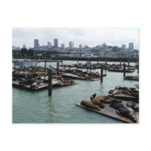 San Francisco und Pier 39 Sea Lions City Skyline