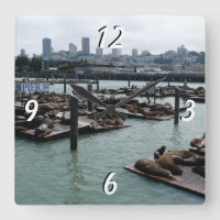 San Francisco und Pier 39 Sea Lions City Skyline