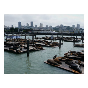 San Francisco und Pier 39 Seelöwen Stadt Skyline Poster