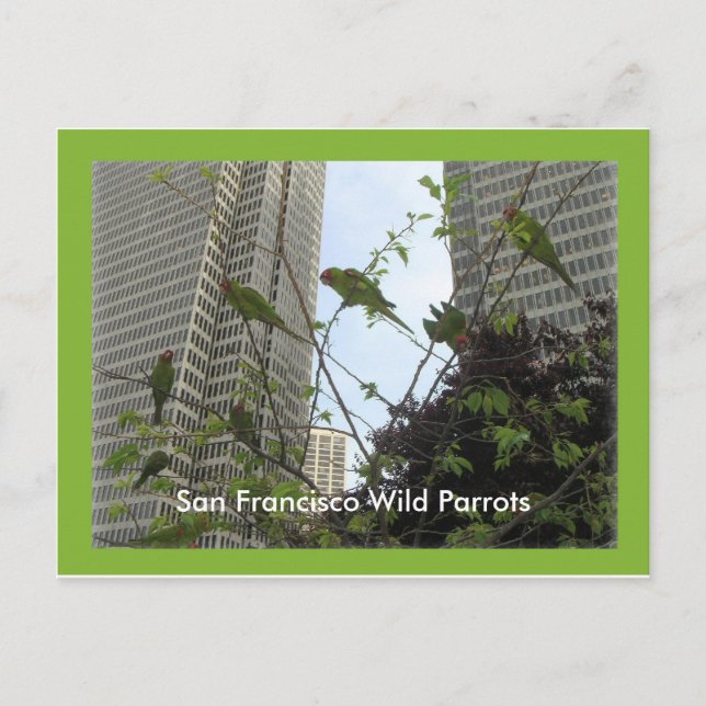 San Francisco Wild Parrots von Telegraph Hill Postkarte (Vorderseite)
