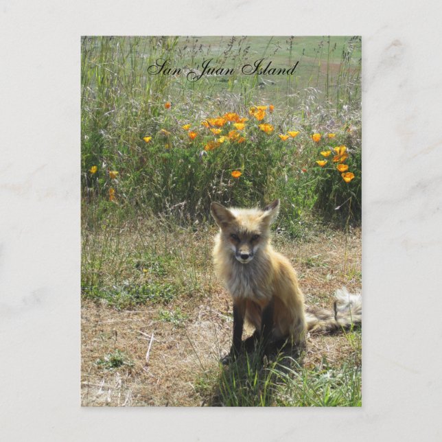 San Juan Island Fox Postkarte (Vorderseite)