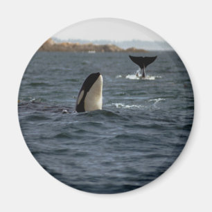 San Juan Whales Magnet