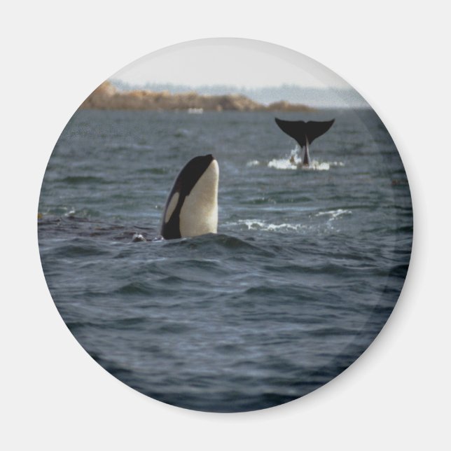 San Juan Whales Magnet (Vorne)
