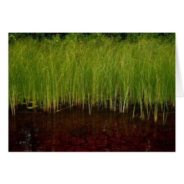 Sancturary (Vorderseite (Horizontal))