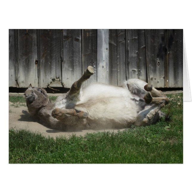 Sand Bathing Donkey (Vorderseite (Horizontal))