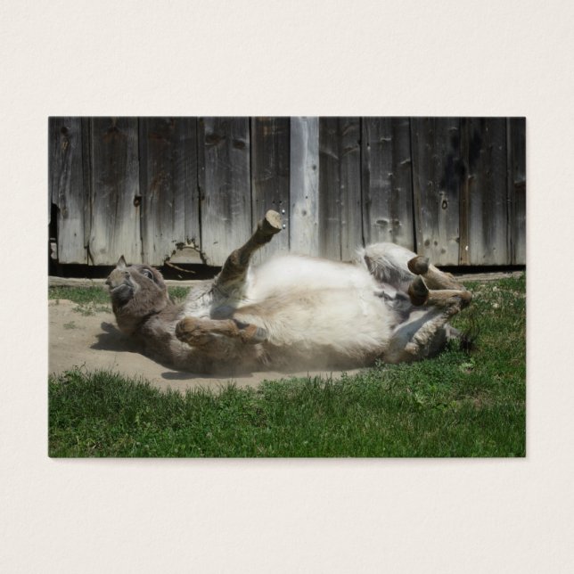 Sand Bathing Donkey (Vorderseite)