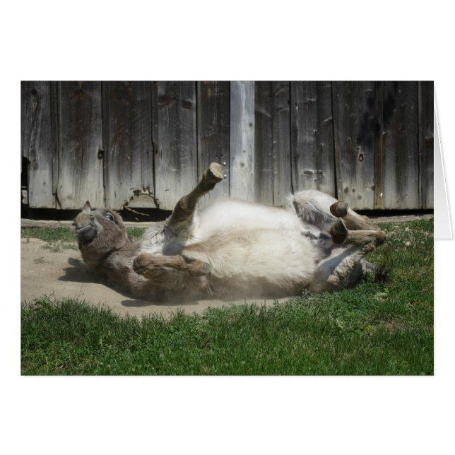 Sand Bathing Donkey (Vorderseite (Horizontal))