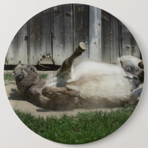 Sand Bathing Donkey Button