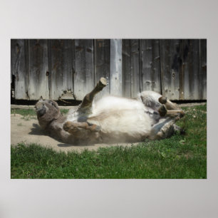 Sand Bathing Donkey Poster