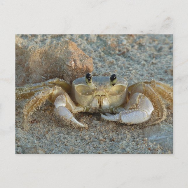 Sand Crab Postkarte (Vorderseite)