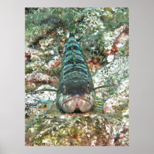 Sand Diver Head on Poster