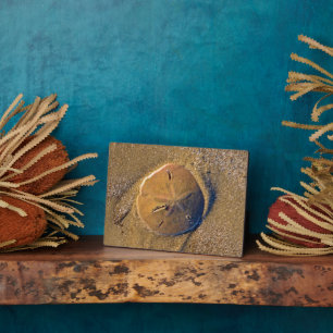 Sand Dollar am Strand bekannt Hilton Head Island Fotoplatte