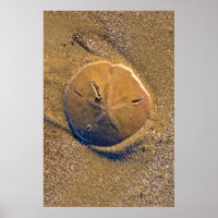 Sand Dollar am Strand bekannt | Hilton Head Island