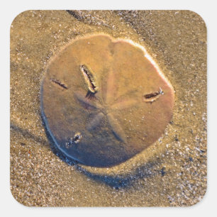 Sand Dollar am Strand bekannt   Hilton Head Island Quadratischer Aufkleber