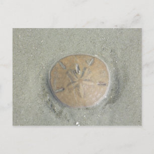 Sand Dollar am Strand Foto nach Gbillis Postkarte