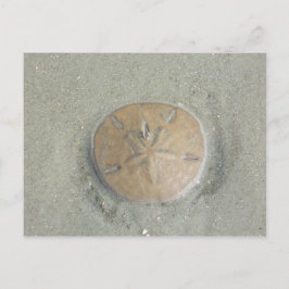 Sand Dollar am Strand Foto nach Gbillis Postkarte