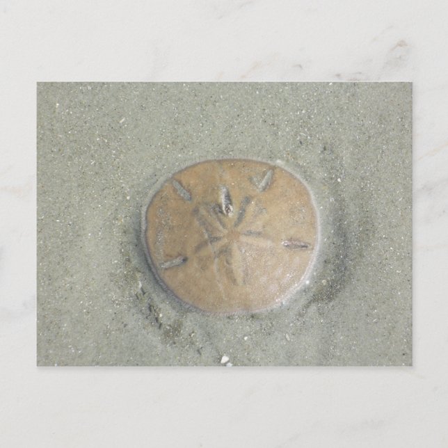 Sand Dollar am Strand Foto nach Gbillis Postkarte (Vorderseite)