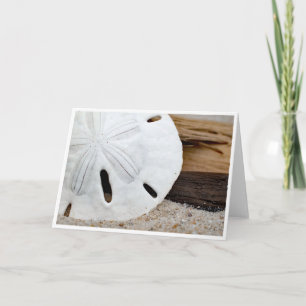 Sand Dollar auf Driftwood
