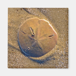 Sand-Dollar deckte auf Strand Hilton Head Island Magnet