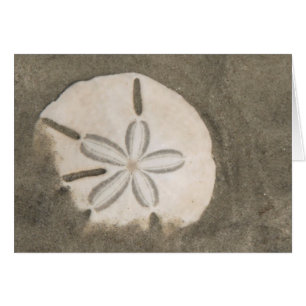Sand-Dollar (Echinarachnius parma)