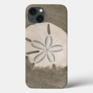 Sand Dollar (Echinarachnius parma) title_seo2