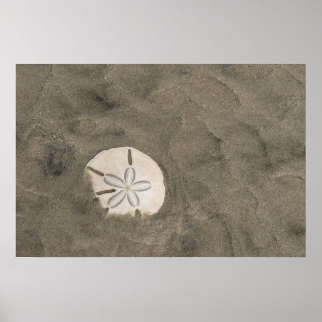 Sand Dollar (Echinarachnius parma) Poster (Vorne)