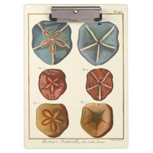 Sand-Dollar-Edelsteine Klemmbrett
