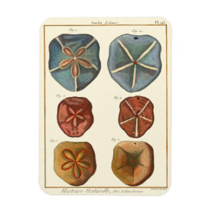 Sand-Dollar-Edelsteine Magnet