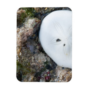 Sand Dollar in einem Fidschi-Riff bei Ebbe Magnet
