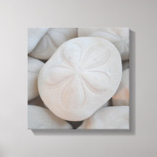 Sand-Dollar-Leinwand Leinwanddruck