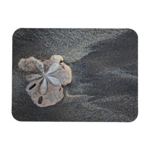 Sand-Dollar Magnet