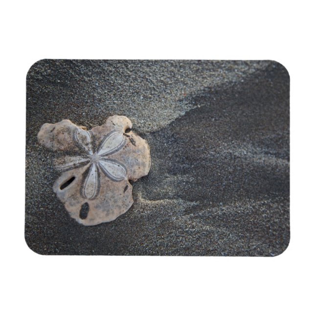 Sand-Dollar Magnet (Horizontal)