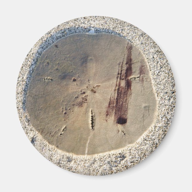 Sand Dollar Magnet (Vorne)