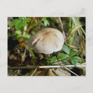 Sand Dollar Mushroom Postcard Postkarte