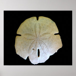 Sand Dollar Poster