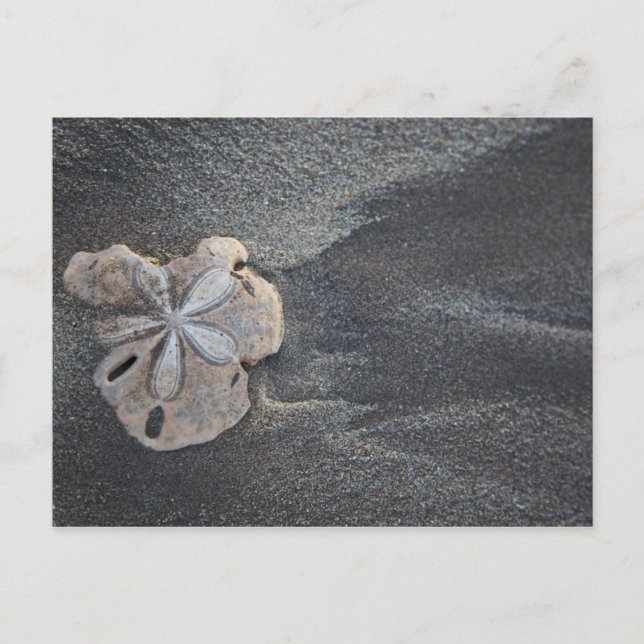 Sand-Dollar Postkarte (Vorderseite)