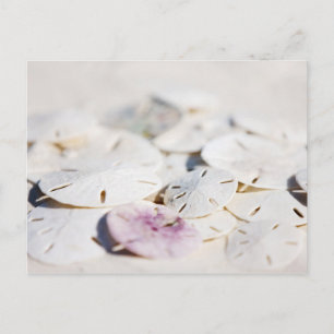 Sand Dollar Postkarte