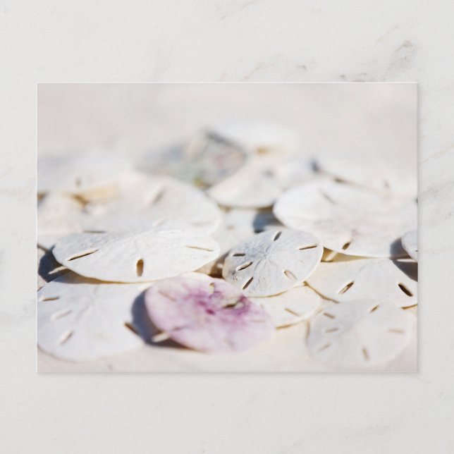 Sand Dollar Postkarte (Vorderseite)