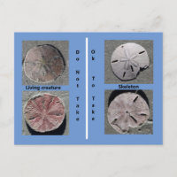 Sand-Dollar-Postkarte