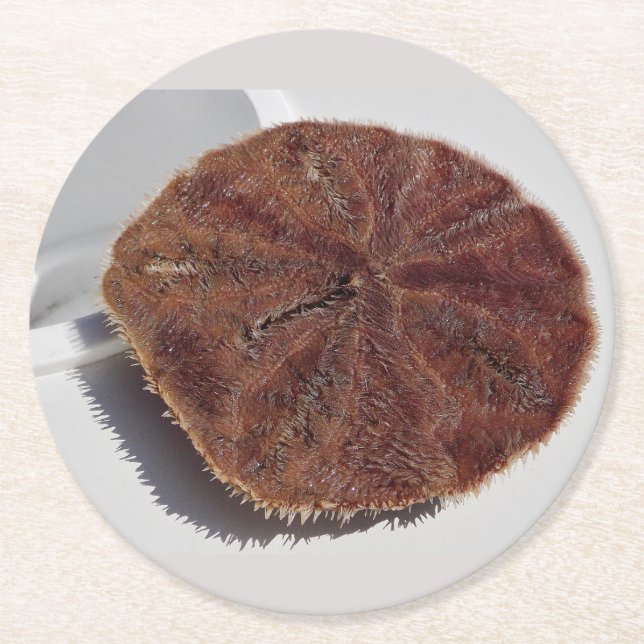 Sand Dollar Runder Pappuntersetzer (Vorderseite)