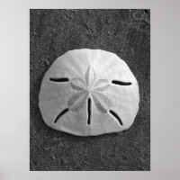 Sand Dollar (schwarz und weiß) Poster