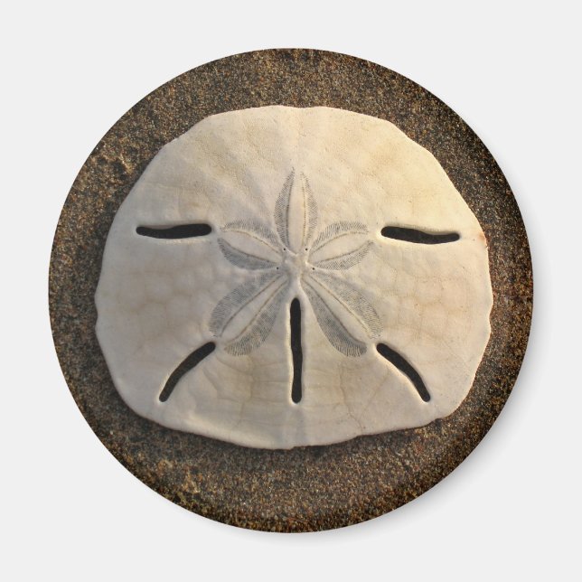 Sand Dollar Sea Muschel Beach Magnet (Vorne)