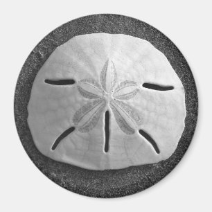 Sand Dollar Sea Muschel Beach Magnet